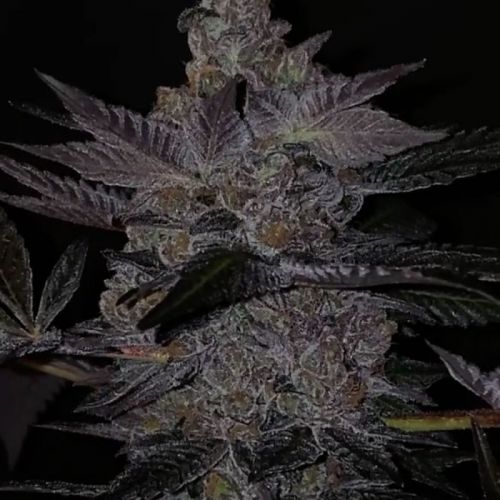 Apple Fudge, semillas feminizadas de Grounded Genetics