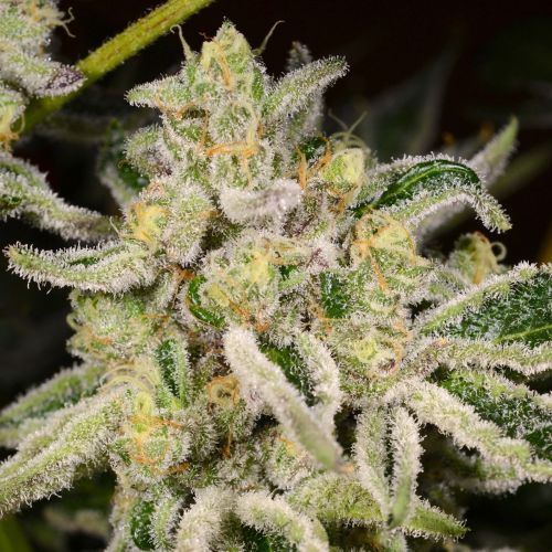 Citrus Rush, semillas regulares de Archive Seedbank