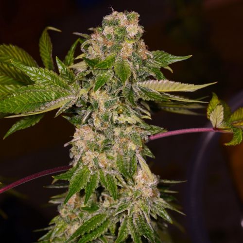 Rainbow Wreck, semillas feminizadas de Archive Seedbank