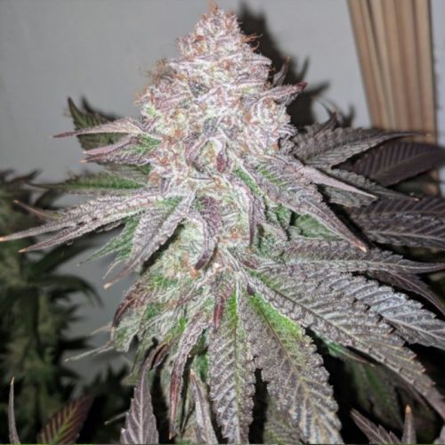 Atomic Sherbet, semillas feminizadas de Dank Genetics