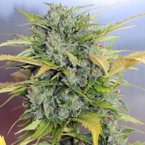 Auto AK-47, semillas auto-florecentes de Serious Seeds