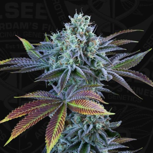 Auto French Cookies de T.H.Seeds, Semillas Autoflorecientes