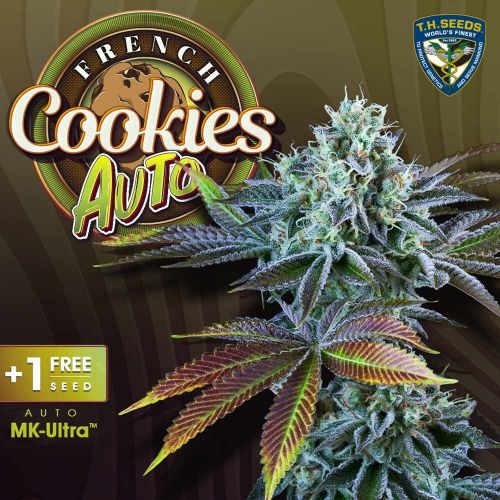 Auto French Cookies de T.H.Seeds, Semillas Autoflorecientes