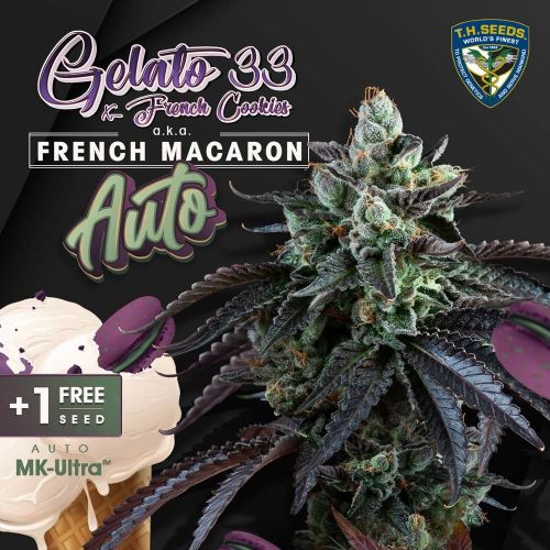 Auto French Macaron de T.H.Seeds, Semillas Autoflorecientes