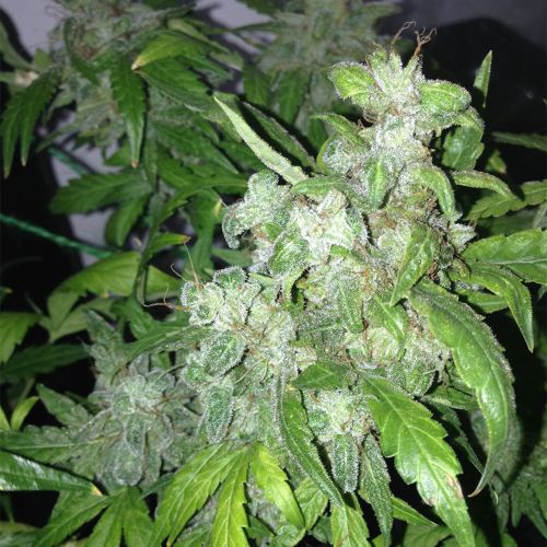 Auto Lemon Bubble, semillas autoflorecientes de Pheno Finder Seeds 