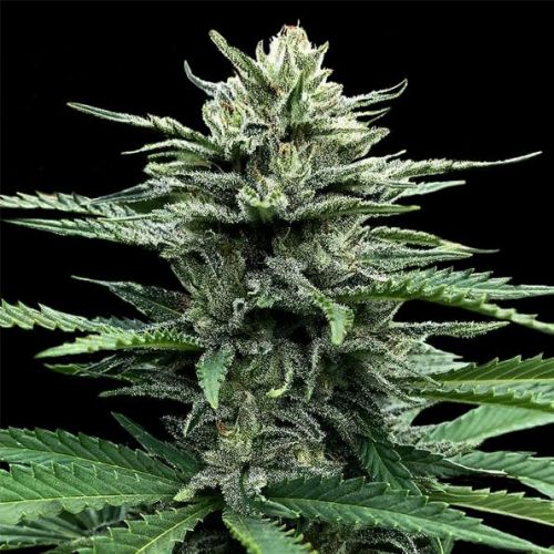 Strawberry Banana, semillas Autoflorecientes de DNA Genetics (3 Semillas)