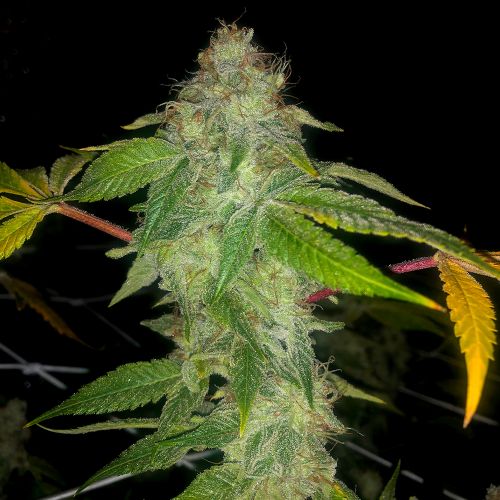 Auto wedding cake, semillas feminizadas de Pheno Finder Seeds