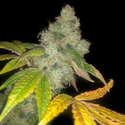 Auto wedding cake, semillas feminizadas de Pheno Finder Seeds