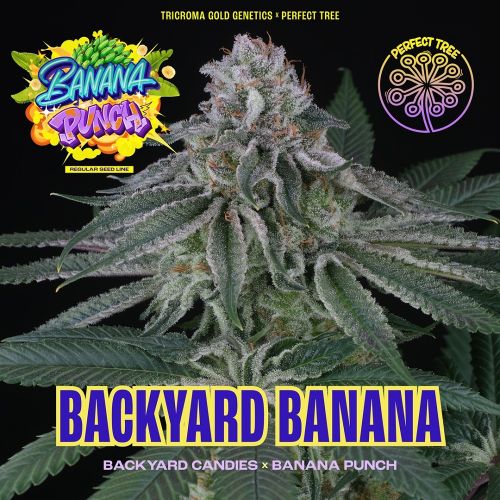 BACKYARD BANANA, semillas regulares de Perfect Tree Seeds