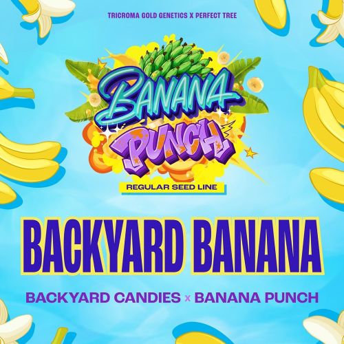 BACKYARD BANANA, semillas regulares de Perfect Tree Seeds