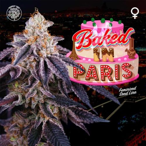 Baked in Paris, semillas feminizadas de Perfect Tree