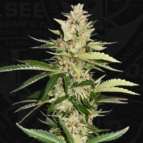 Banana Candy Krush, semillas feminizadas de T.H Seeds  (Bastards Line)