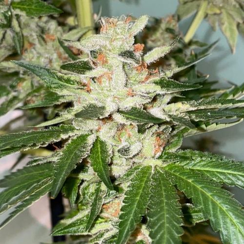 Banana Loaf, semillas feminizadas de The Plug Seedbank