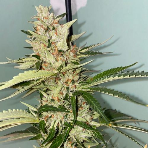 Banana Loaf, semillas feminizadas de The Plug Seedbank