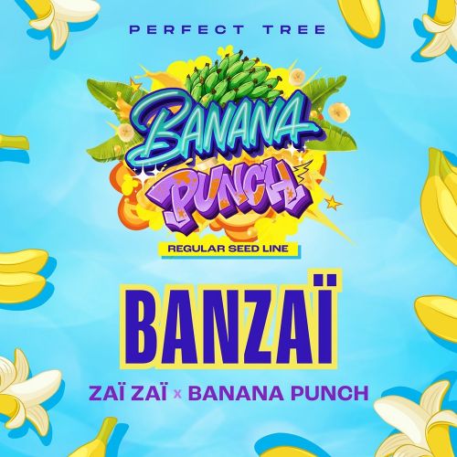 BANZAÏ, semillas regulares de Perfect Tree Seeds