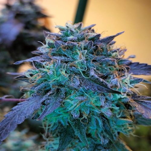 Bizcocho, semillas feminizadas de Grounded Genetics