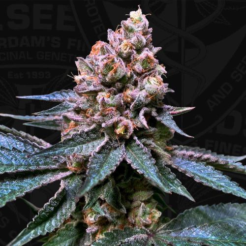 Black Apple Hitchcock, semillas feminizadas de T.H.Seeds (Bastards Line)