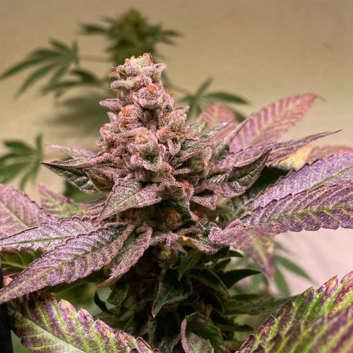 Black Apple Hitchcock, semillas feminizadas de T.H.Seeds (Bastards Line)