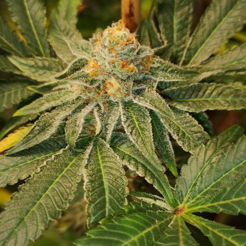 Blue D#5, semillas feminizadas de Old School Genetics