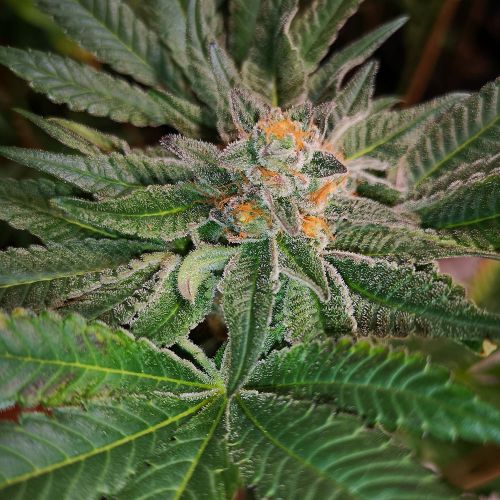 Blue D#5, semillas feminizadas de Old School Genetics