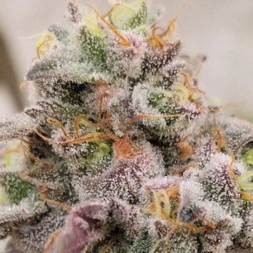 Blue Fizz, semillas feminizadas de Grounded Genetics