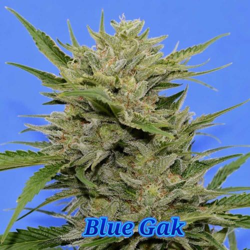 Blue Gak, semillas regulares de Hella Seed Co