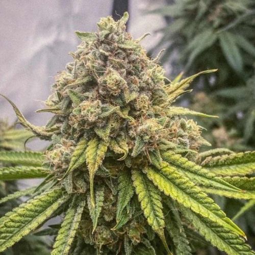 Blue Kachina, semillas feminizadas de Conscious Genetics