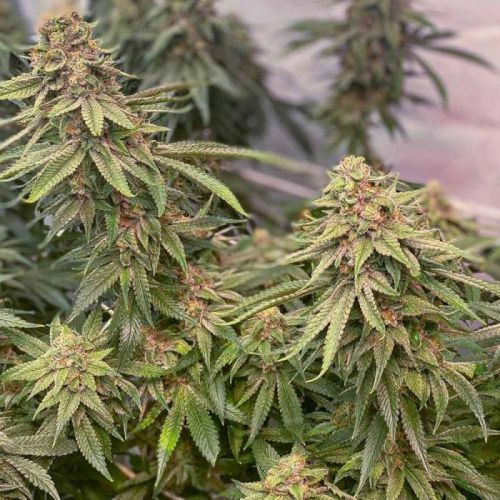 Blue Kachina, semillas feminizadas de Conscious Genetics