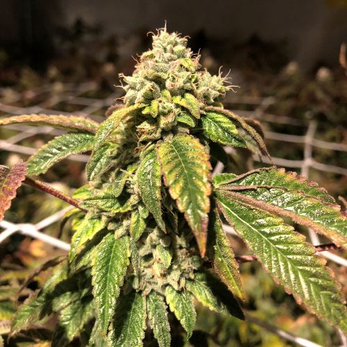 Blue Sherbalato, semillas feminizadas de PhenoFinder Seeds