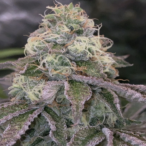 Blue Fizz, semillas feminizadas de Grounded Genetics