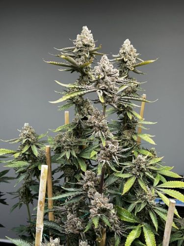 Blumosa S1, semillas feminizadas de Mosca Seeds