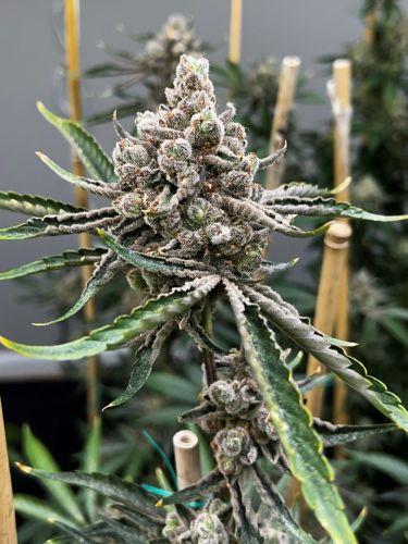 Blumosa S1, semillas feminizadas de Mosca Seeds