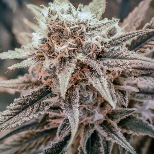 Killer Queen, semillas regulares de Brothers Grimm Seeds