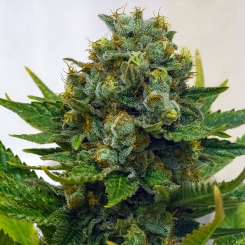 Cinderella XX, semillas feminizadas de Brother's Grimm seeds