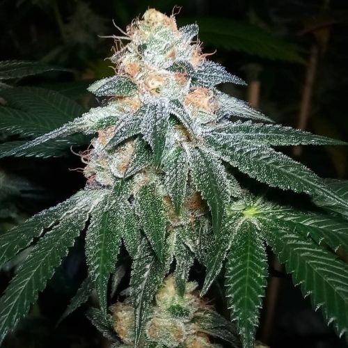 Bubba's Breath, semillas feminizadas de Katsu Bluebird Seeds