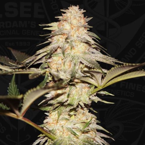 Bubble Banana Gum, semillas feminizadas de T.H.Seeds