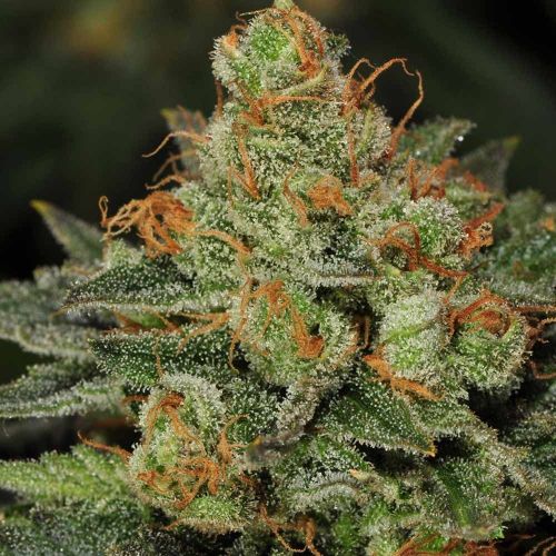 BubbleGum, semillas feminizadas de T.H.Seeds