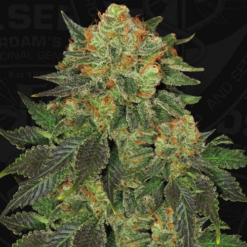 BubbleGum, semillas feminizadas de T.H.Seeds