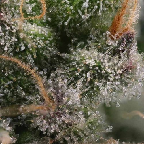 Candy Gas, semillas feminizadas de Grounded Genetics