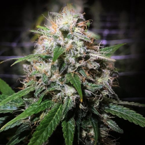 Electric Avenue, semillas regulares de Original Dampkring Genetics