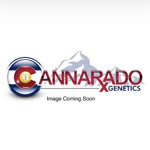 Meat Pie, semillas feminizadas de Cannarado Genetics