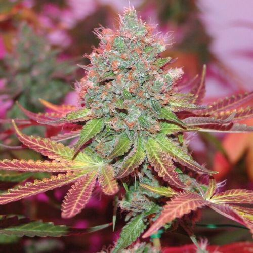 Cheddar Valley, semillas regulares de True Canna Genetics