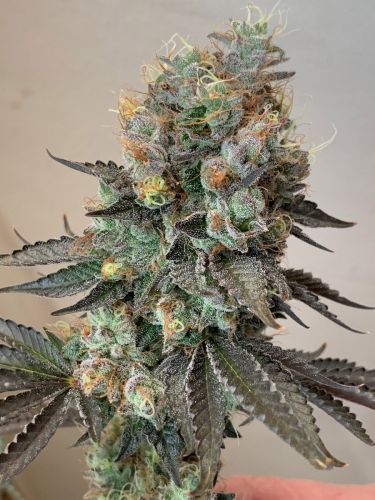 Cheddar Valley, semillas regulares de True Canna Genetics