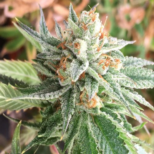 Chem Jong-Un, semillas regulares de Dark Horse Genetics