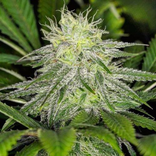 Chem Lem, semillas regulares de Dark Horse Genetics