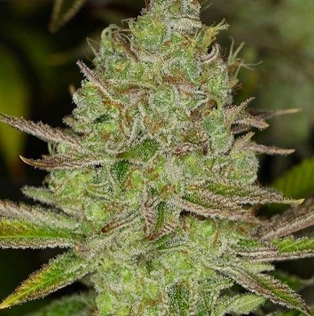 Chem Lem, semillas regulares de Dark Horse Genetics