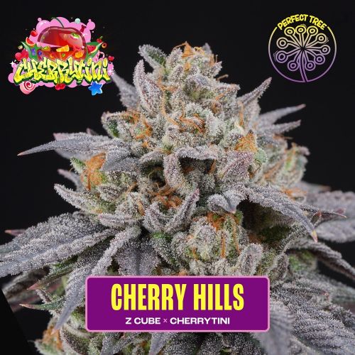 Cherry Hills, semillas feminizadas de Perfect Tree Seeds