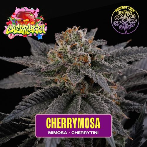 Cherrymosa, semillas feminizadas de Perfect Tree Seeds