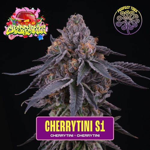Cherrytini S1, semillas feminizadas de Perfect Tree Seeds