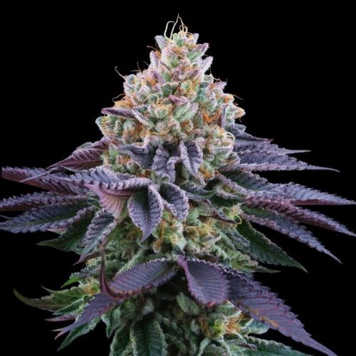 Coco Fresh, semillas feminizadas de Perfect Tree Seeds